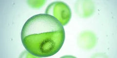 Chlorella Vulgaris