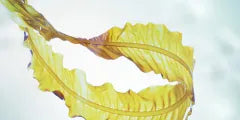 Close-up of Alaria Esculenta seaweed, a brown algae known for its moisturizing properties.