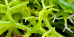 A vivid close-up of Kappaphycus Alvarezii seaweed, recognized for its moisturizing and rejuvenating effects.