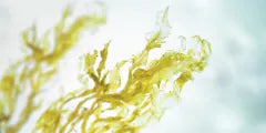 Image of Dictyopteris Membranacea, a seaweed known for its anti-aging benefits.