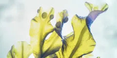 A close-up of Fucus Vesiculosus seaweed known for its antioxidant properties and skin benefits.