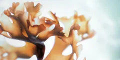 Close-up image of Chondrus Crispus seaweed known for its nourishing properties.