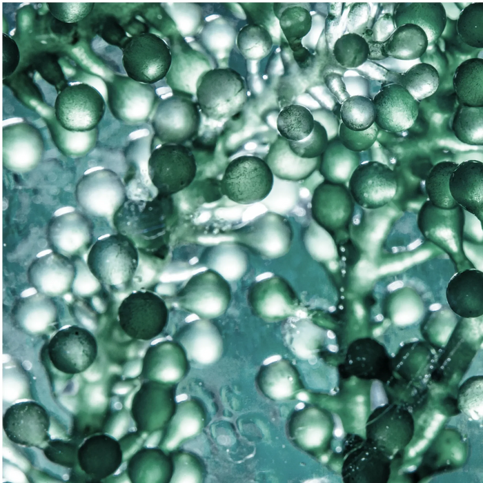 Chlorella