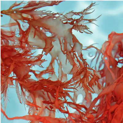 Red Algae and Seawater